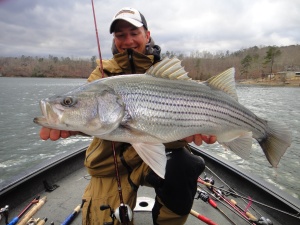 Gussy with a big striper that fell for a jerkbait during practice.  "These things fight so hard!"  